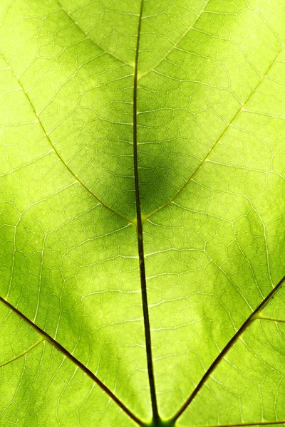 Листья и стебли растений — стоковое фото