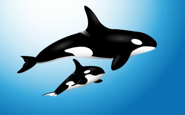 Orca Whale with Baby clipart