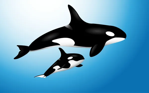 Orca balena con bambino — Vettoriale Stock