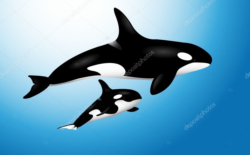 Orca Whale with Baby
