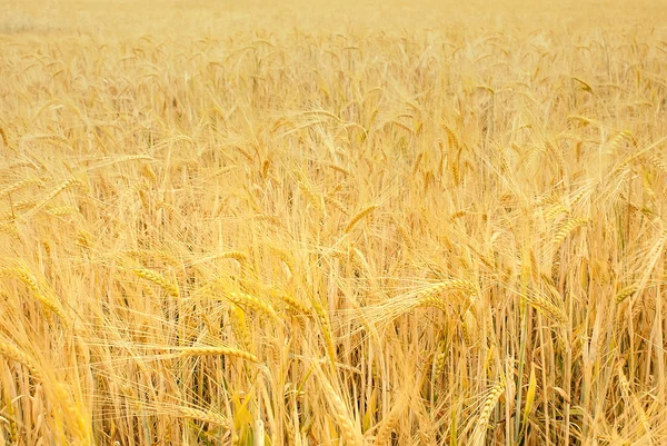 Пшениця, зерно поля — стокове фото