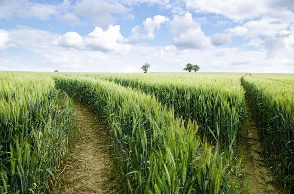 Zielone pola pszenicy — Zdjęcie stockowe