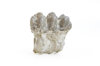Mastodon molar isolated on white background clipart