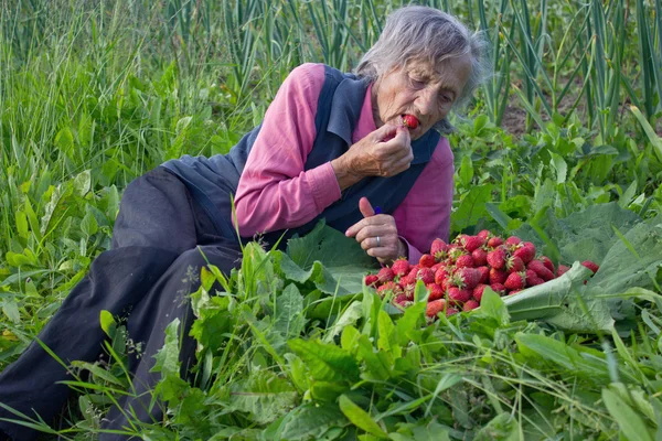 Oma isst Erdbeeren — Stockfoto