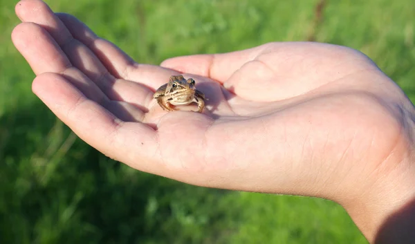 Żaba na rękę — Zdjęcie stockowe