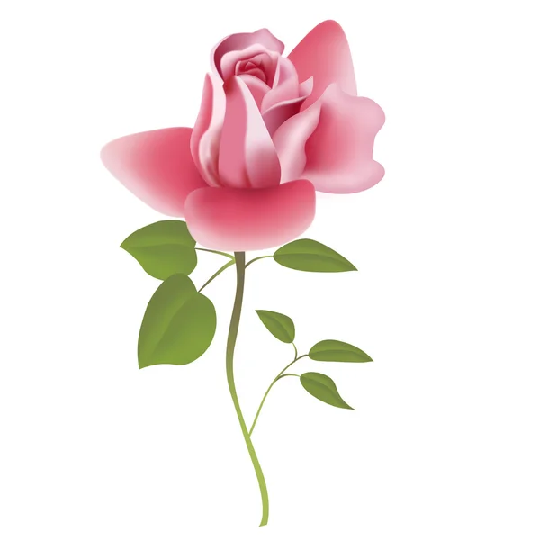 Schöne rosa Rose. — Stockvektor