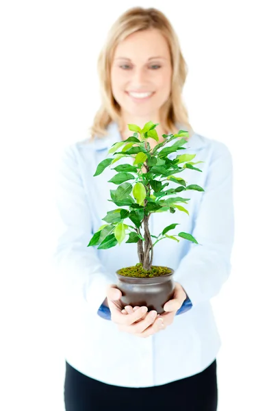 Porträt einer entzückten Geschäftsfrau, die der Kamera eine Pflanze zeigt — Stockfoto