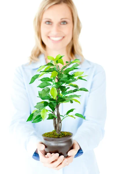 Porträtt av en självsäker affärskvinna som innehar en växt — Stockfoto