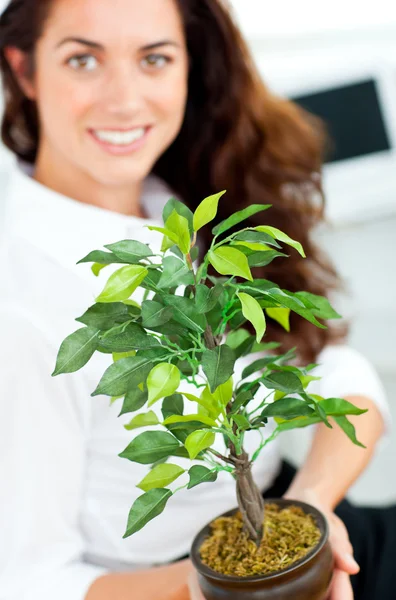 Mujer de negocios sonriente sosteniendo una planta sonriendo a la cámara — Foto de Stock