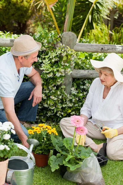 Äldre par arbetar i trädgården — Stockfoto