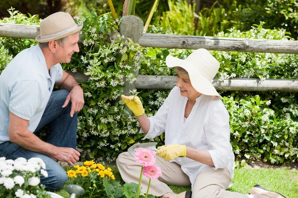 Äldre par arbetar i trädgården — Stockfoto