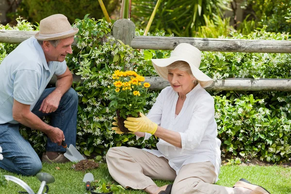 Couple d'âge mûr travaillant dans le jardin — Photo