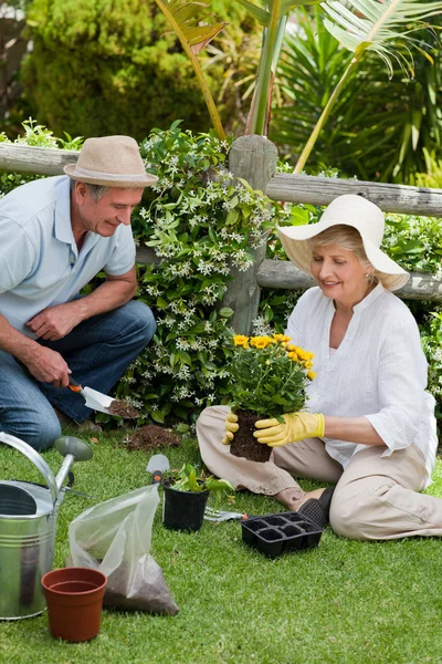 Зріла пара працює в саду — стокове фото