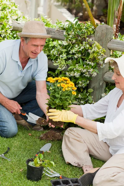 Зрелая пара, работающая в саду — стоковое фото