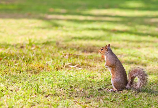 공원에 있는 다람쥐 — 스톡 사진