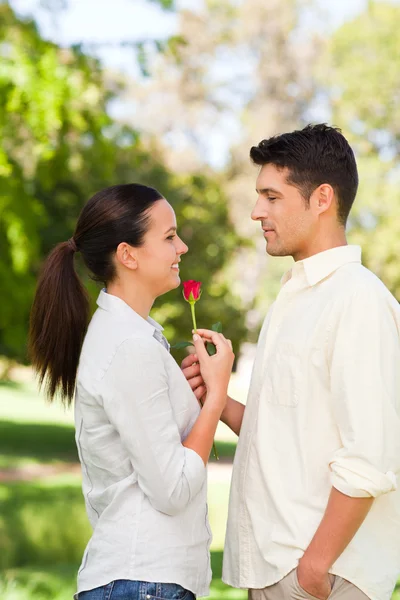 Hombre feliz ofreciendo una rosa a su novia —  Fotos de Stock