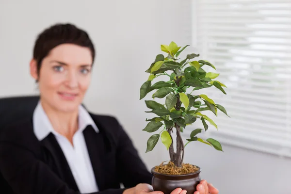 Trabajador de oficina sosteniendo una planta — Foto de Stock
