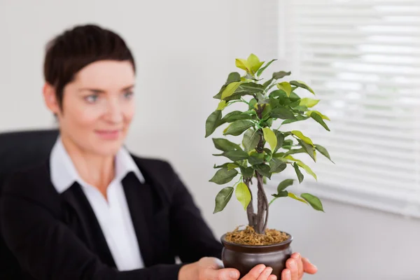 Kantoor werknemer op zoek een plant — Stockfoto