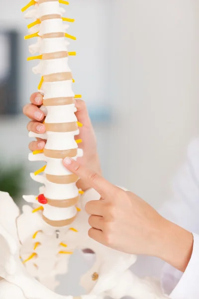 A finger pointing at bone in spine — Stock Photo, Image