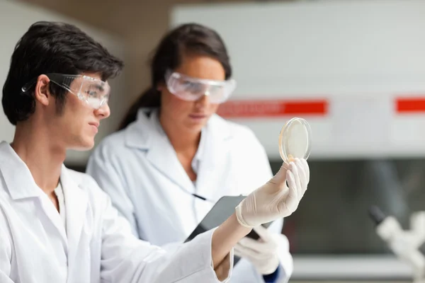 Science students looking at Petri dish — Stock Photo, Image