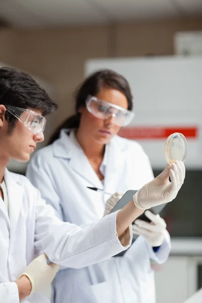 Portrait of science students looking at Petri dish — Stock Photo, Image