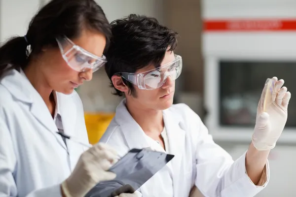 Concentrate science students looking at Petri dish — Stock Photo, Image