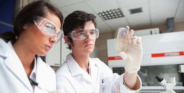 Estudantes focados em ciência olhando para uma placa de Petri — Fotografia de Stock