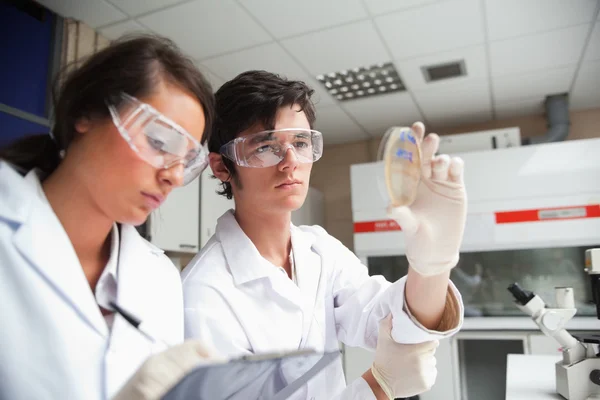 stock image Students in science class looking at a Petri dish