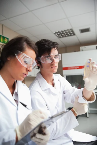 Retrato de estudantes em ciência olhando para uma placa de Petri — Fotografia de Stock