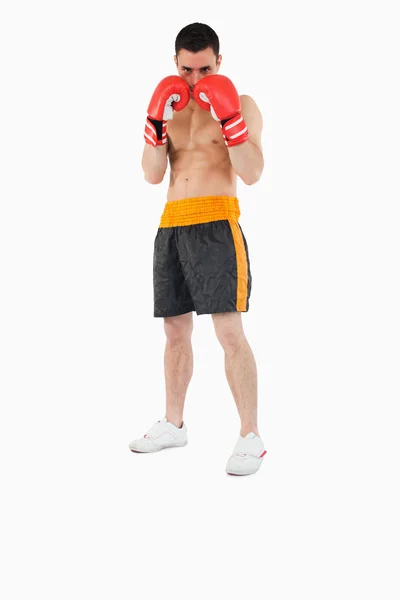 Boxer tomando abrigo — Fotografia de Stock