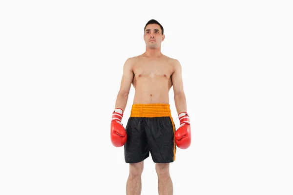 Boxeador de pie — Foto de Stock