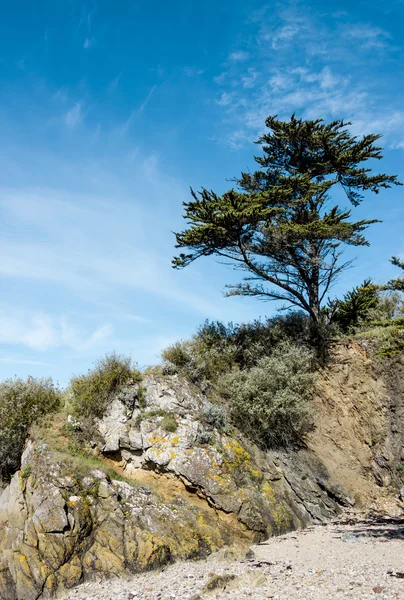 Landschap met een naaldboom op een klif — Stockfoto