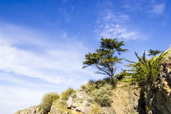 风景与悬崖上的一棵松树 — 图库照片
