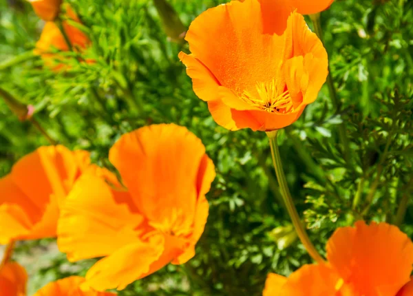 Closeup of orange poppy on green field — Stock Photo, Image