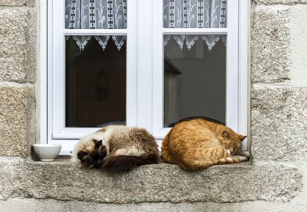 Dos gatos están durmiendo en la ventana al aire libre —  Fotos de Stock