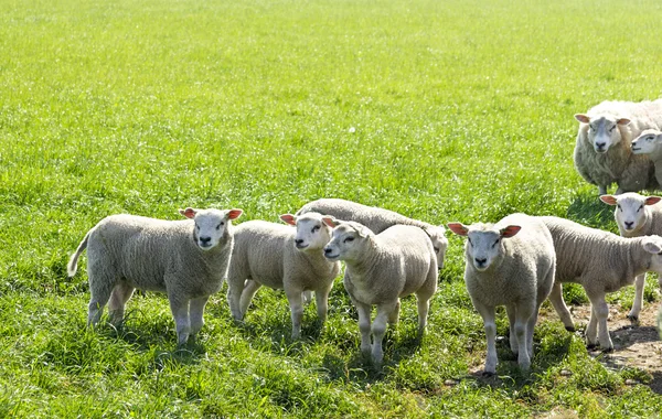 Flock of sheep standing in a field waiting — Stock Photo, Image