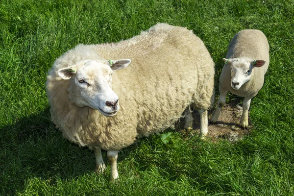 Mother sheep and her lamb in green grass field — Stock Photo, Image