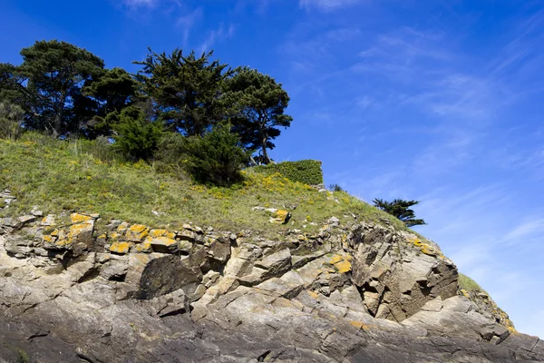 Landscape with a pine trees on a cliff — Stock Photo, Image