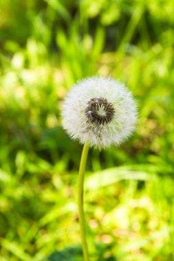 Dandelion seeds close up against yellow and green background out clipart