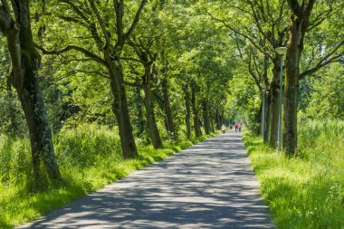 eski yeşil ağaçlarıyla çevrili yol