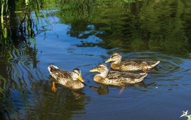 Three mallards in beautiful water, with reflections clipart