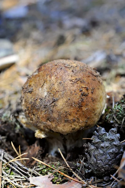 stock image White Mushroom (Cep in the summer forest)