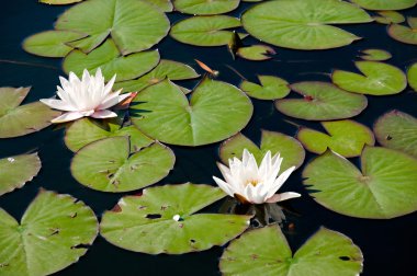 nymphaea alba Bahçe