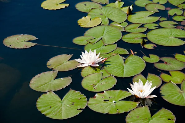 nymphaea alba Bahçe