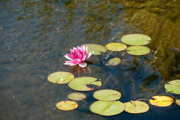 stock image Waterlily flowers in a pond