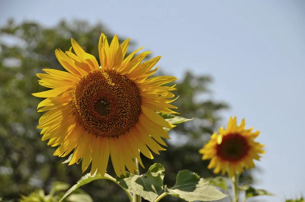 stock image Sunflower on blue sky background in summer day