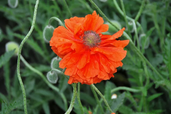 Floraison fleur de papavier de jardin rouge — Photo