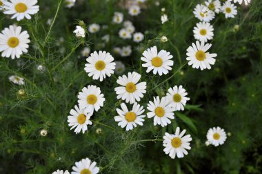 bahar çiçekleri marguerites konservesi çayırda