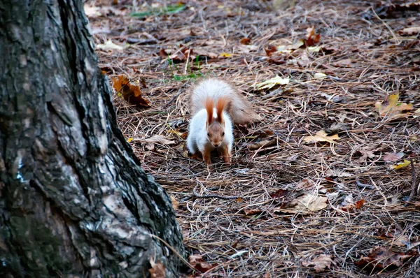 Portrait de l'écureuil sous un arbre — Photo