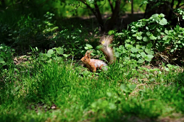 Retrato do esquilo — Fotografia de Stock